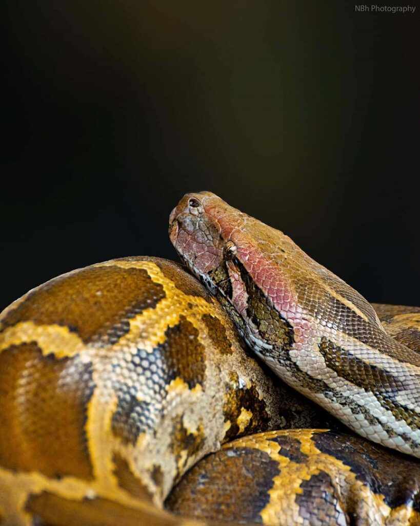 A Deadly Encounter as I named it, while facing this 9feet Python - Wild ...