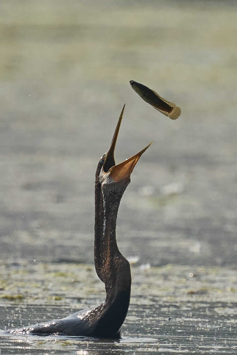 Darter with it's catch Wild Tripod