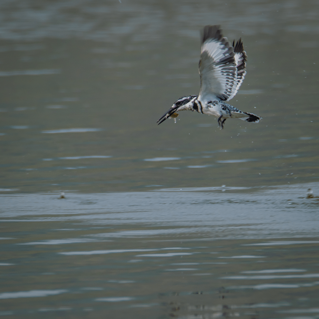 Captured the bird in flight with catch in national chambal sanctuary.