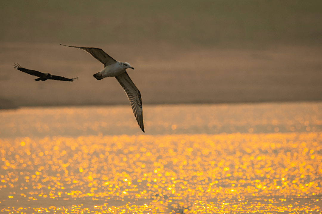 Clicked the black tailed gull picture in the sunset.