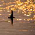 This is bird in flight silhouette, captured in chambal wildlife sanctuary.