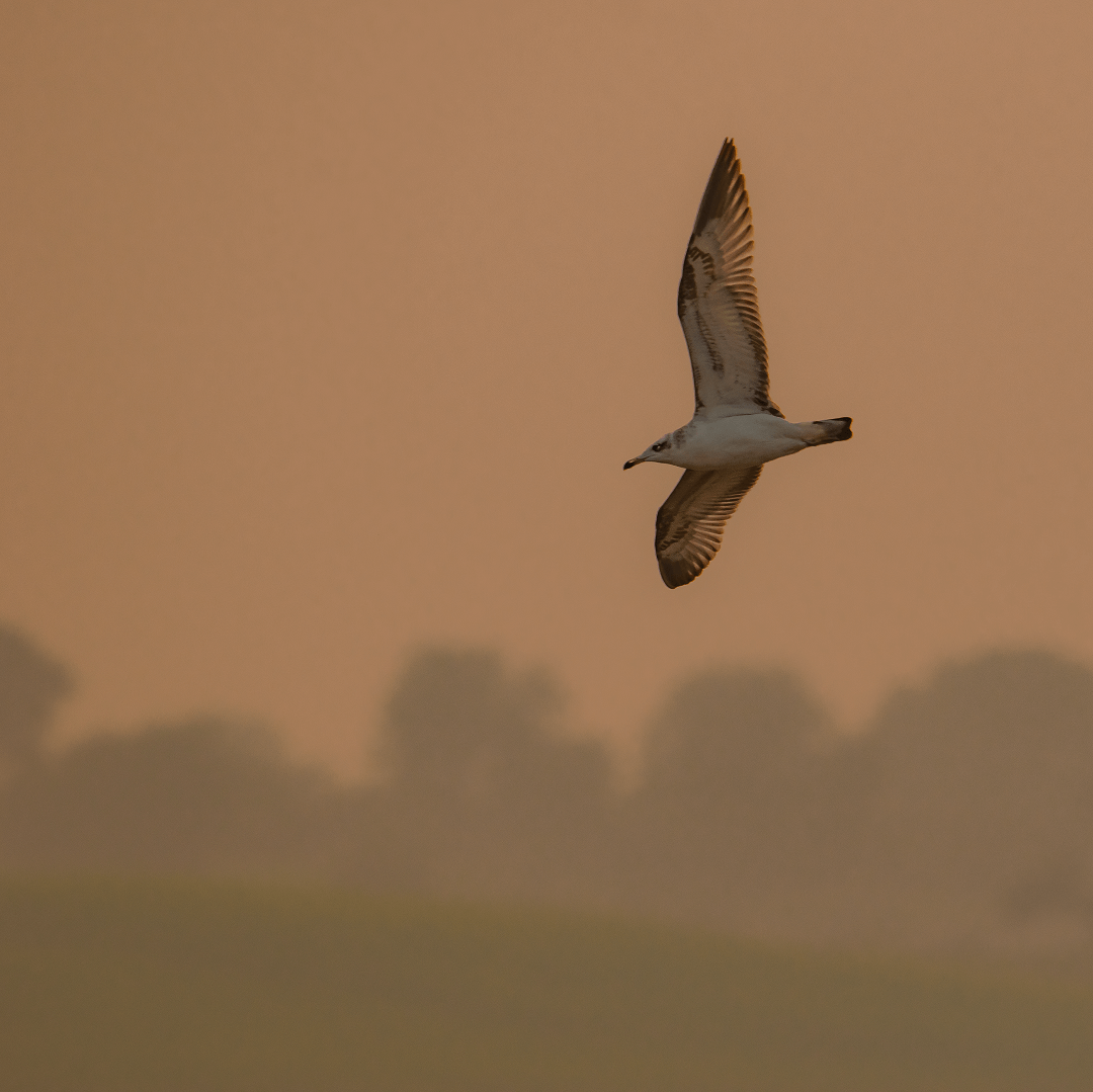 Clicked the black tailed gull picture in the sunset.