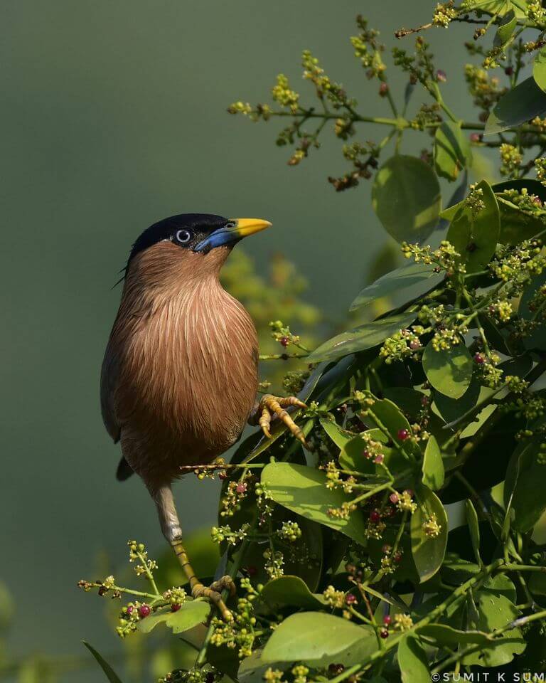 Clicked by Sumit Kumar Sum