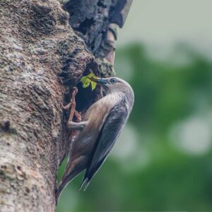 Clicked by Malay Debnath