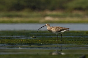 Clicked by Kishore Varma