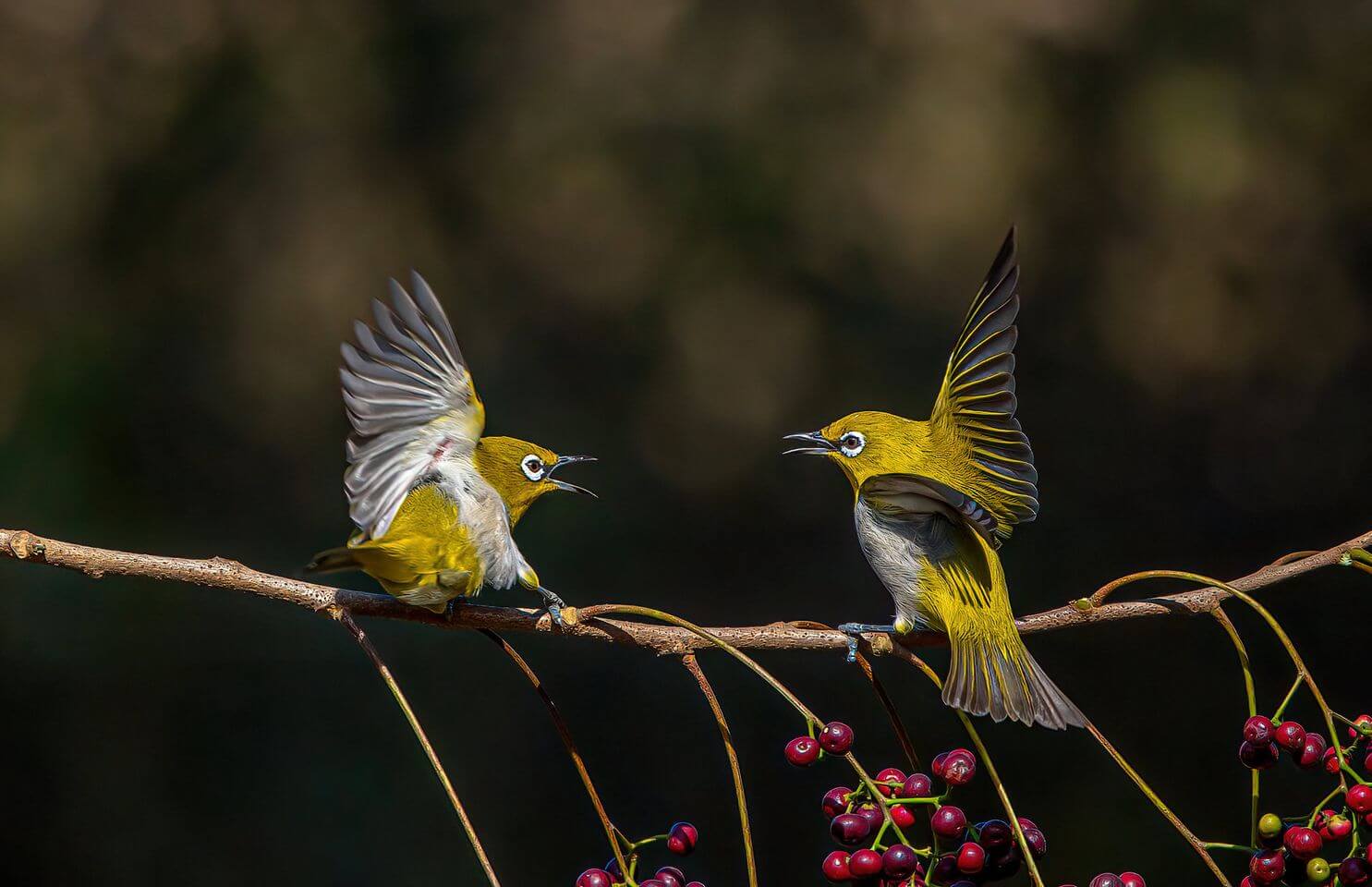 Clicked by Dipanjan Nath