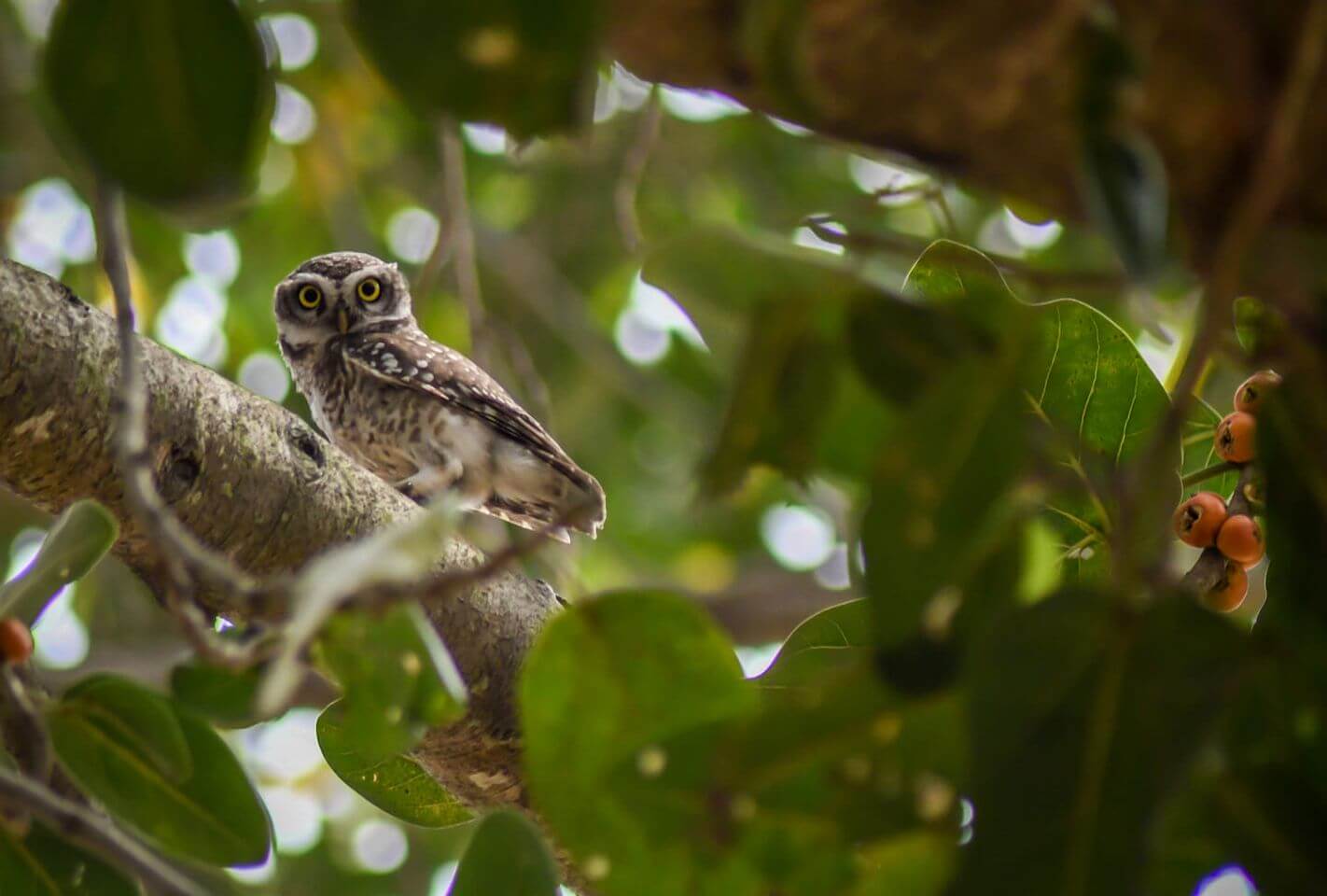 Clicked by Krishna Devangamath