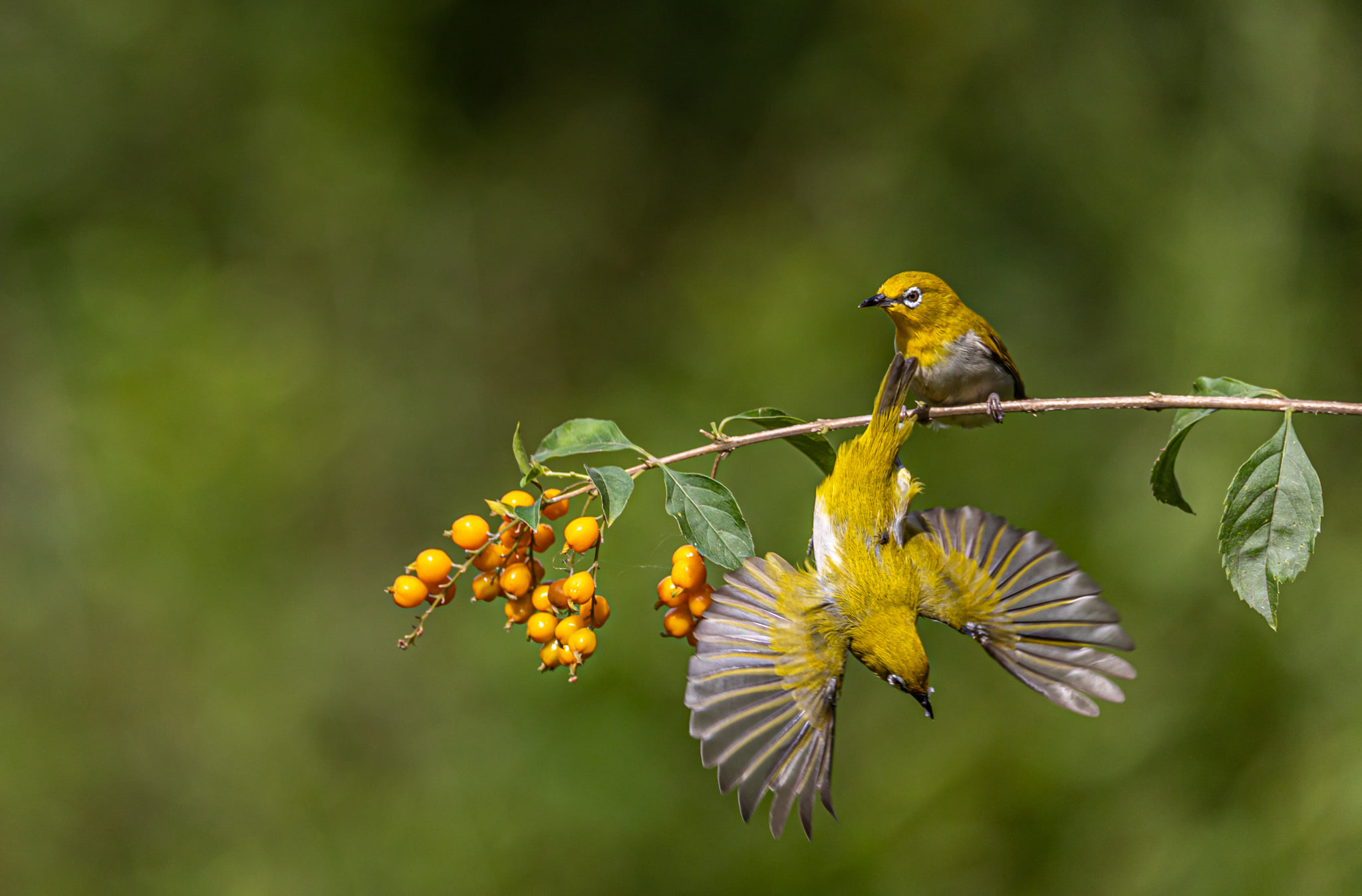 Click by Dipanjan Nath