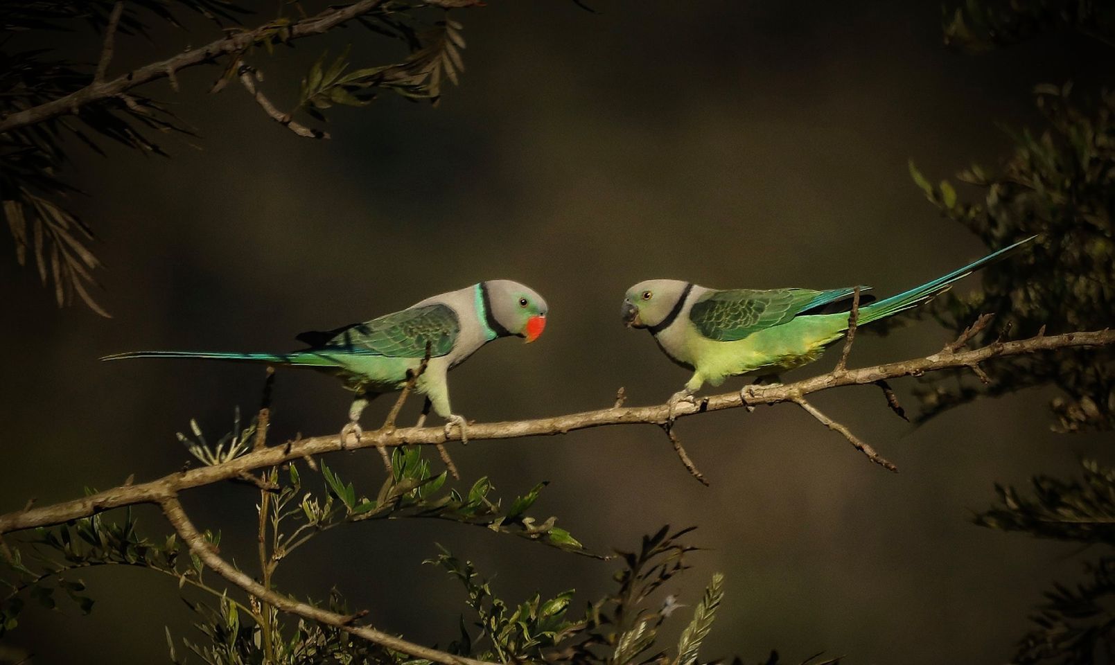 Clicked by Prabhakara Gujjarappa