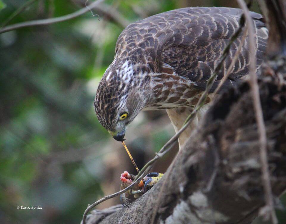 Click by Dakshesh Bharatkumar Ashra