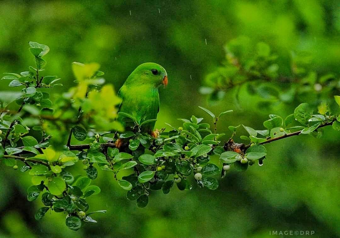 Click by Prabhakara Gujjarappa