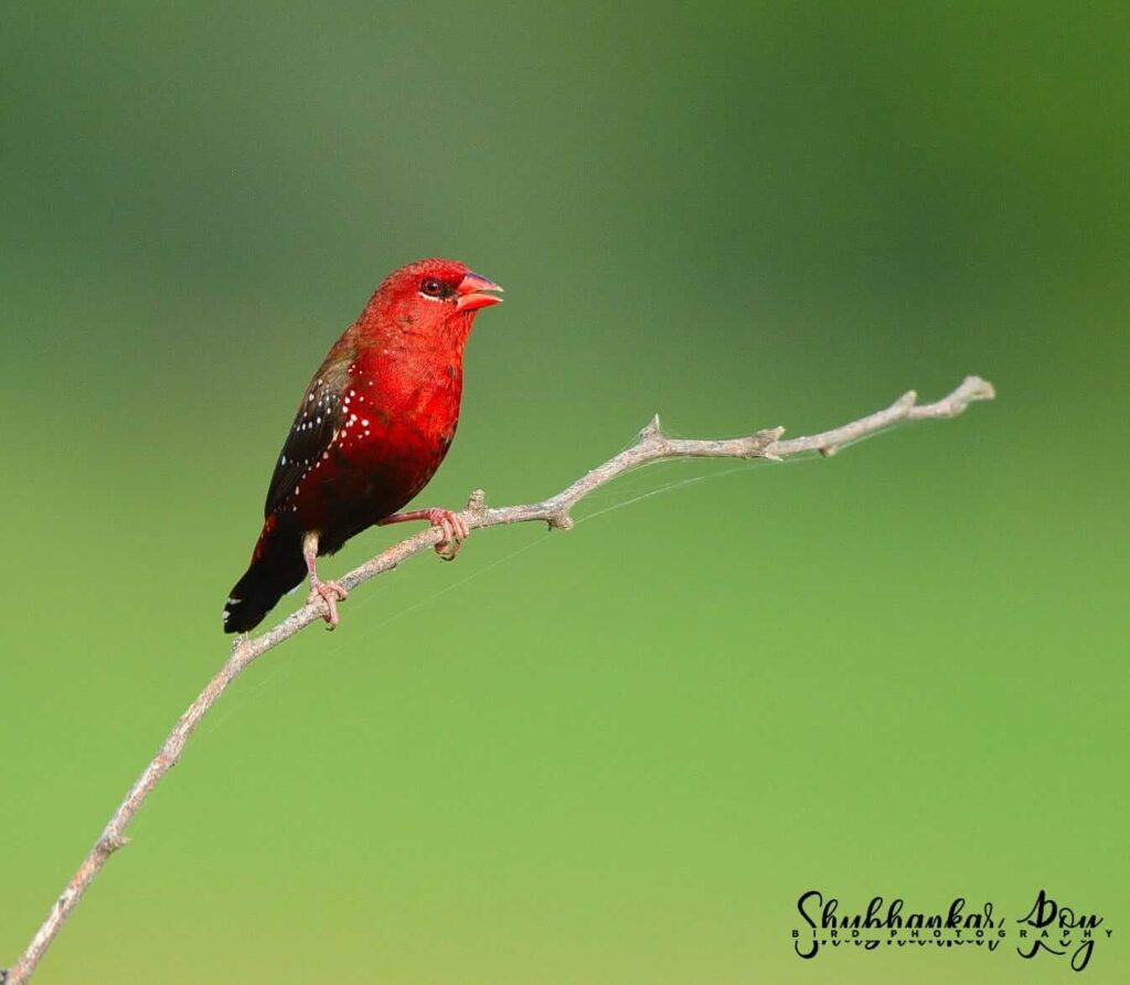 Click by Shubhankar Roy