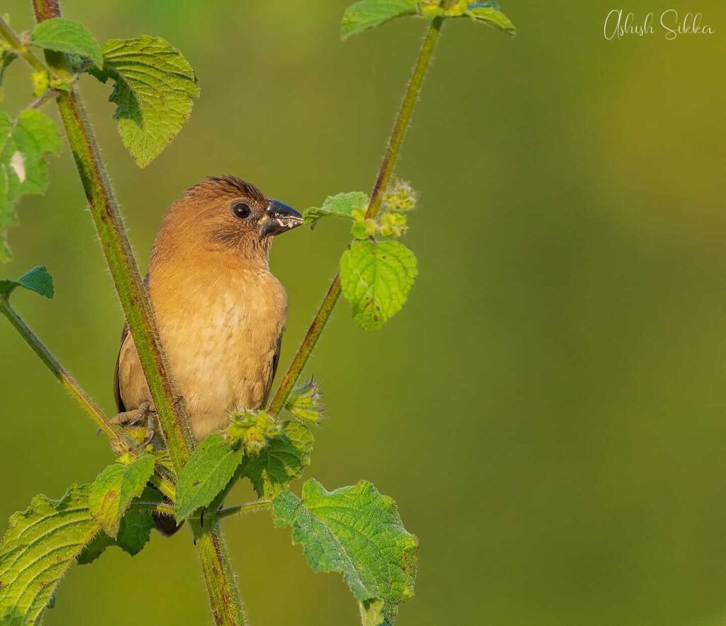 Click by Ashish Sikka