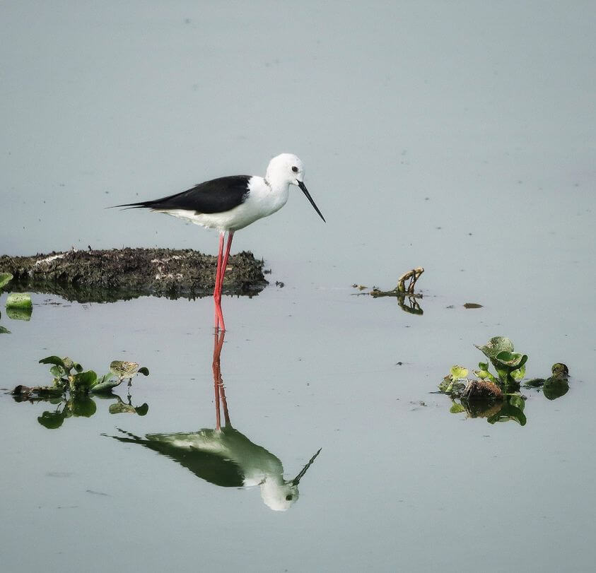 Click by Prabhakara Gujjarappa