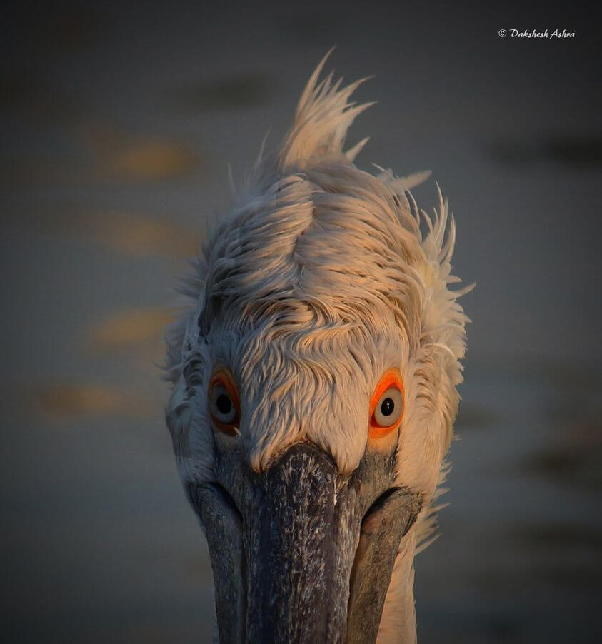 Click by Dakshesh Bharatkumar Ashra