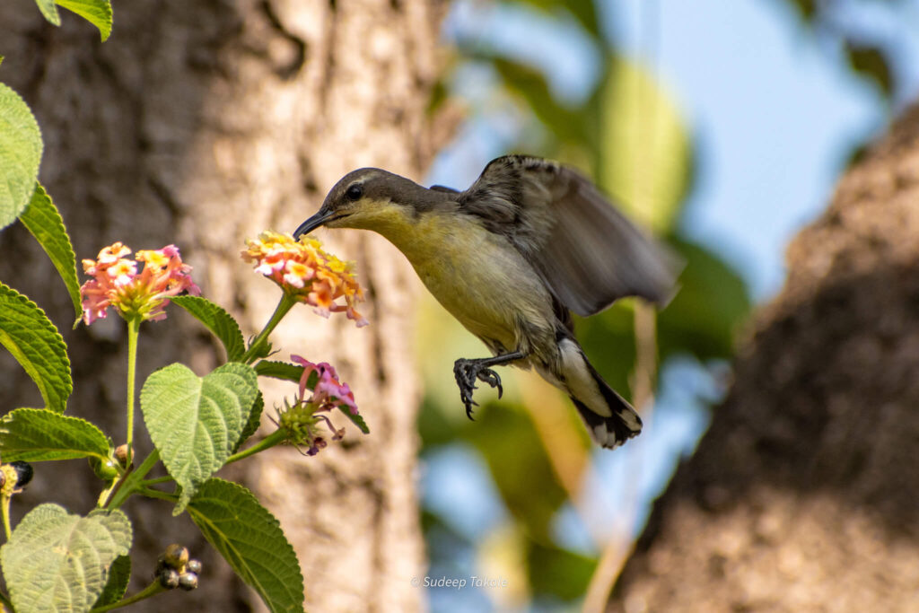 Click by Sudeep Satish Takale