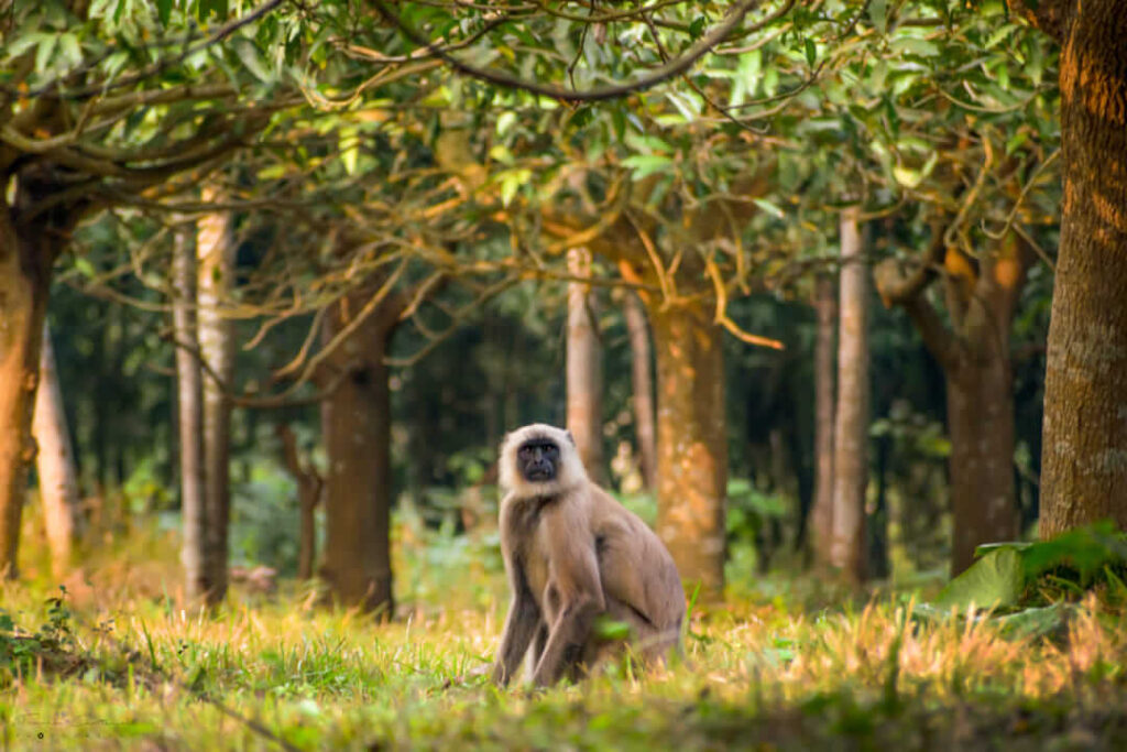 Click by Tamahar Chatterjee